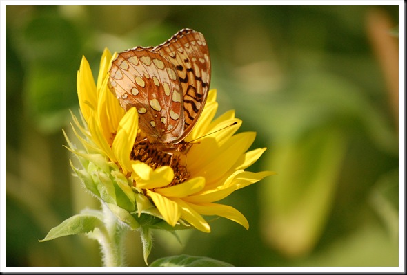 SF Butterfly 2