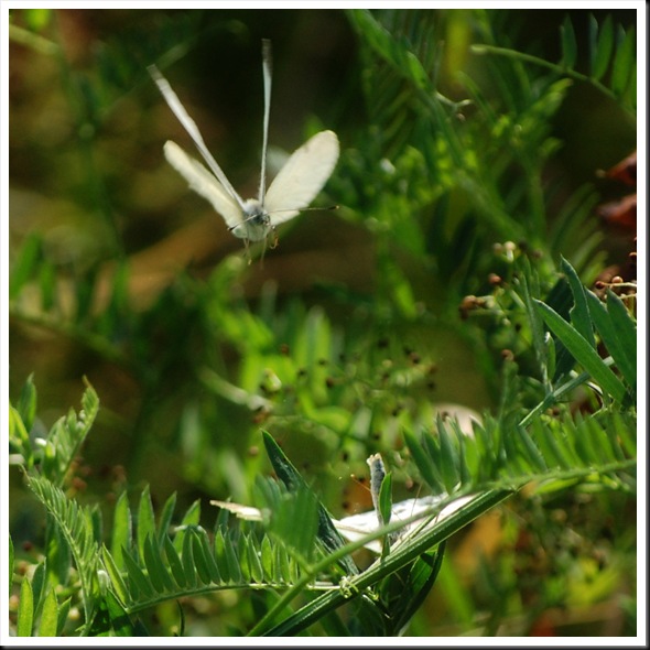 Cabbage White 3