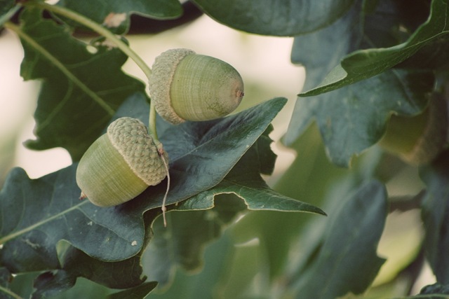 [green acorns[5].jpg]
