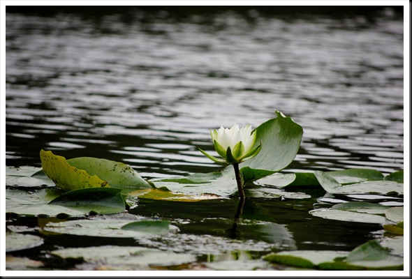 water lily