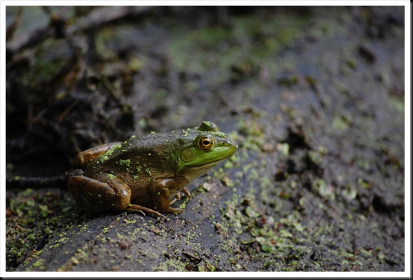 frog log