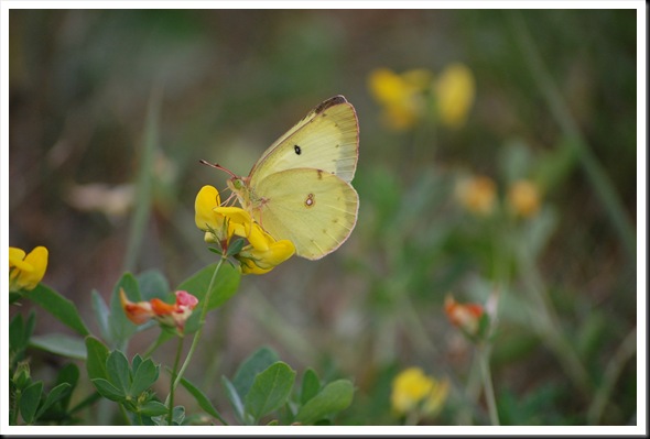 yellow butterfly