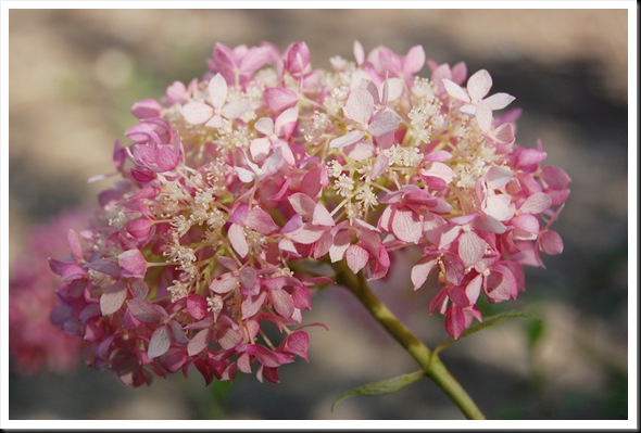 hydrangeas miniature