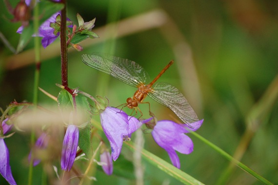 [dragonfly purple flowers[2].jpg]