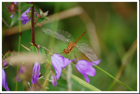 dragonfly purple flowers