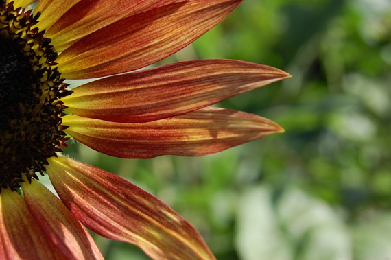 [sunflower[2].jpg]