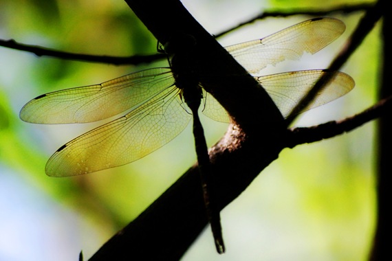 [Dragonfly Silhouette[2].jpg]