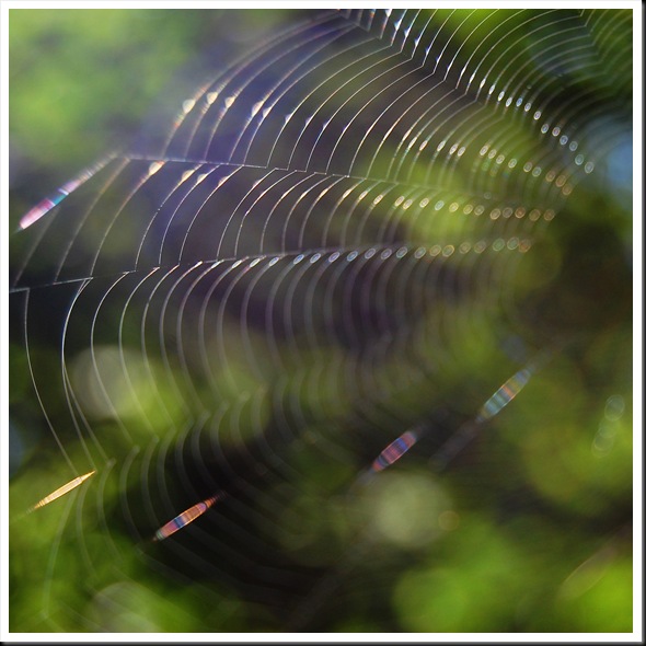 Web Square 3