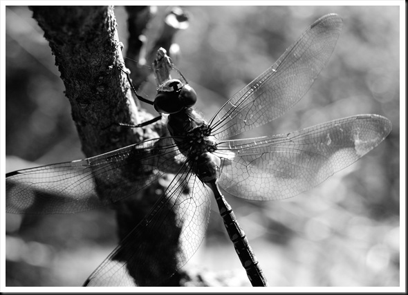 BW Dragonfly