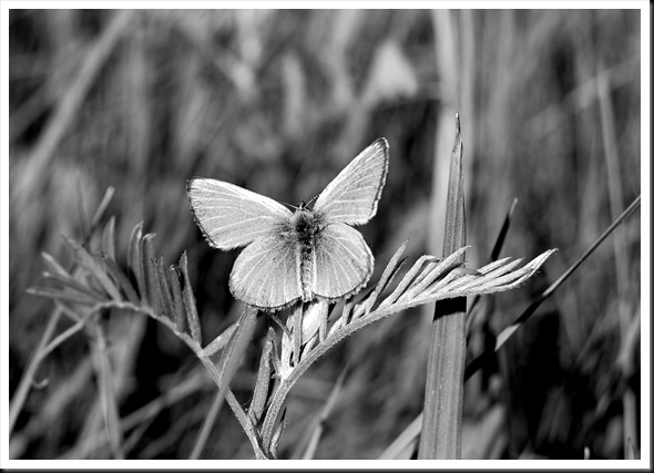 BW Butterfly Silvery Blue