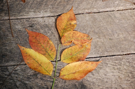 [Autumn Leaves[2].jpg]