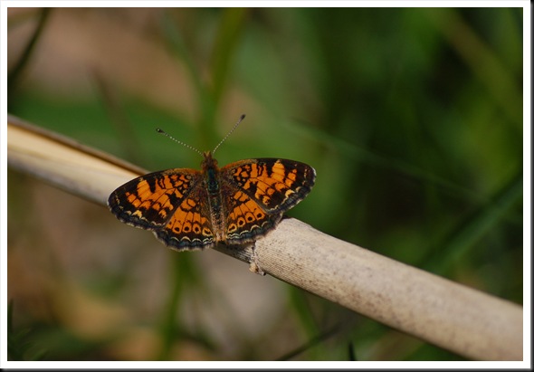 Crescent Butterfly