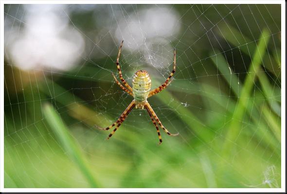 spider2