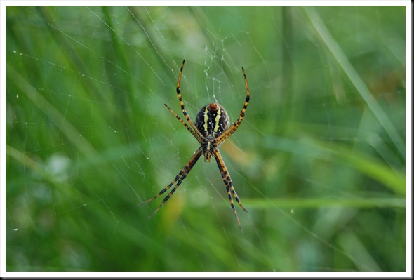 spider