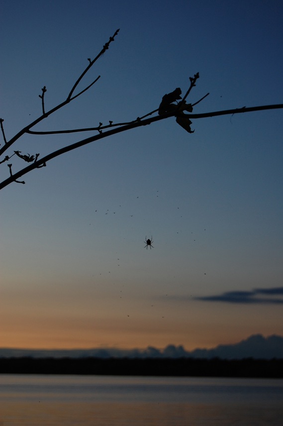 [river sunset spider[2].jpg]
