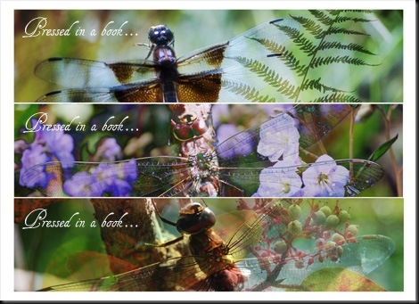 Dragonfly (text) Smaller