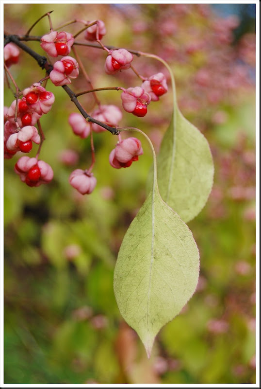 Euonymus 2