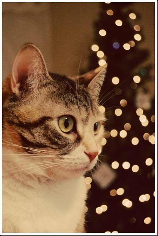 paige xmas lights2