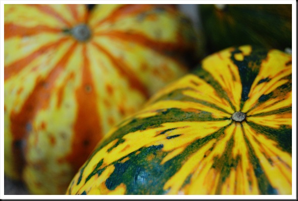 Squash Squash