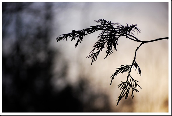 Branch silhouette 4