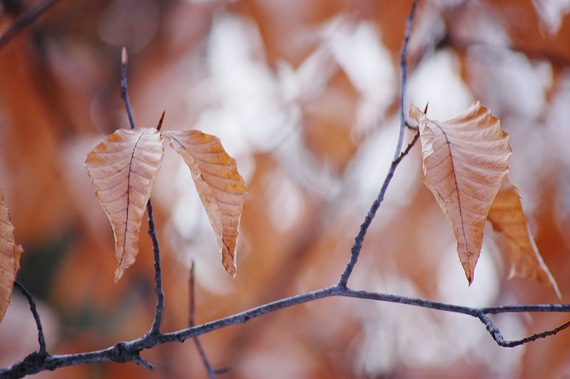 [Orangeleaves2.jpg]