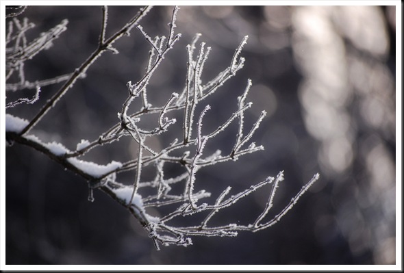 frostbranches