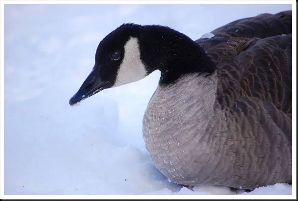 snowgoose