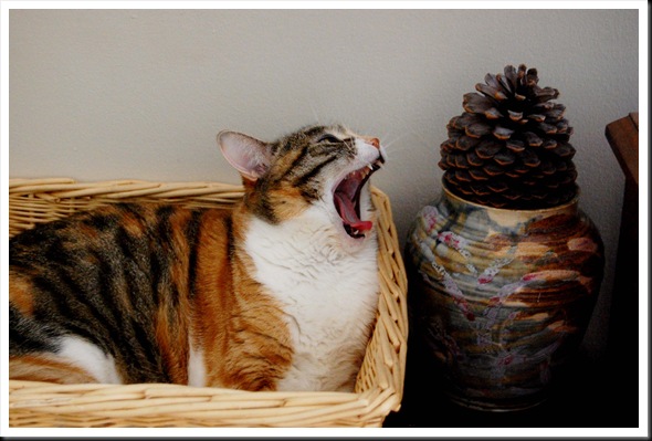 yawn