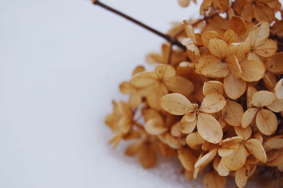 [winterhydrangeastem2.jpg]