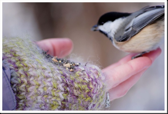 chickadee hand