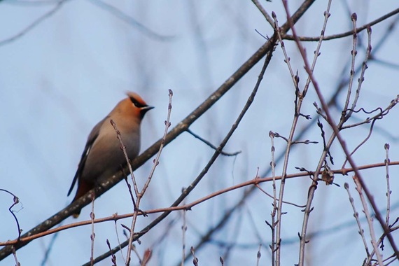 [cedar waxwing[2].jpg]