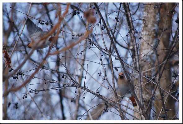 cedar waxwing in flight