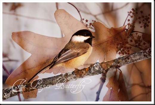 WINTER CHICKADEE OAK 46 WM
