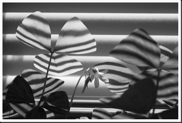 soul of a houseplant2