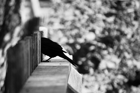 [Bird Fence BW[2].jpg]
