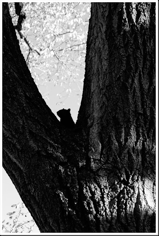 Hiding Squirrel