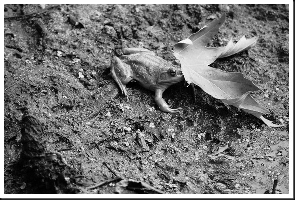 frog behind a leaf
