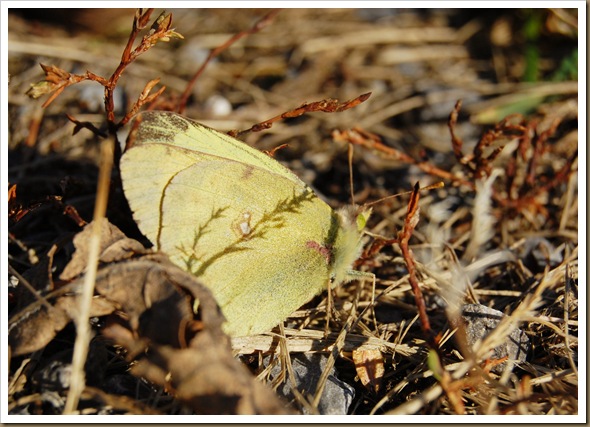 yellow butterfly