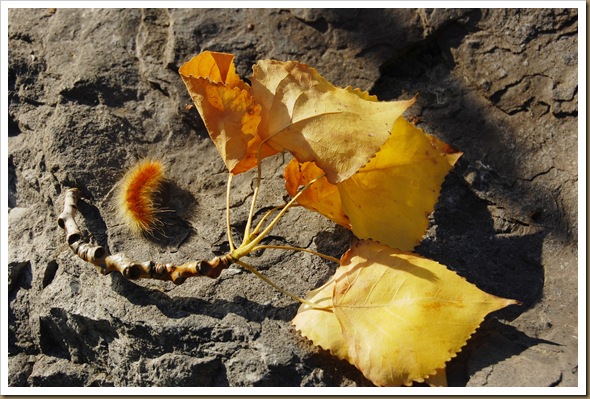 yellow woolly bear