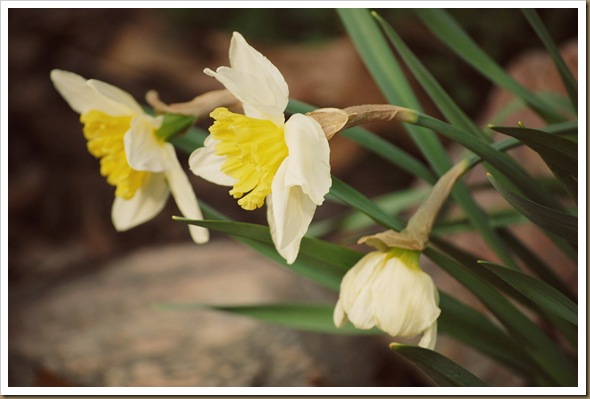 yellow daffodils