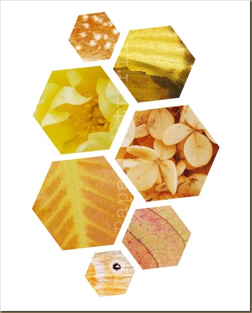 Honeycomb 8x10 WM