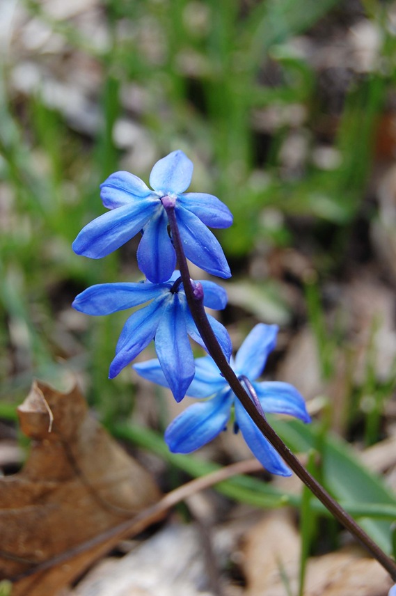 [squill[7].jpg]