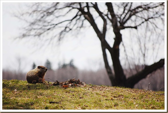 groundhog