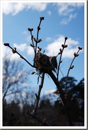 lilac nest