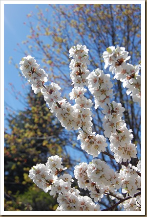 cherry blossoms