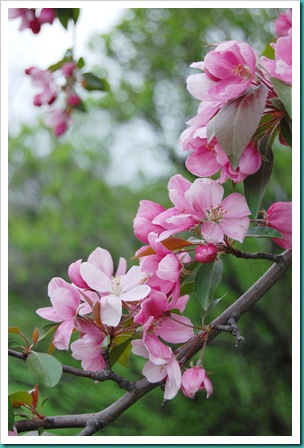 Apple Blossom  Hanging Branch 2