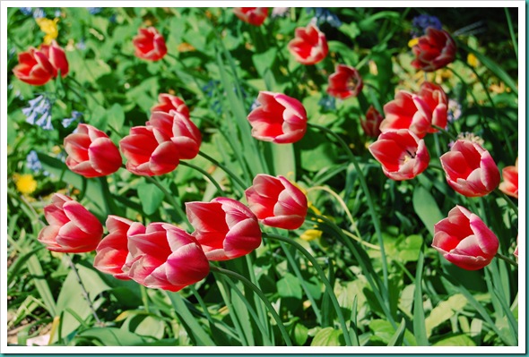 Tulips Red