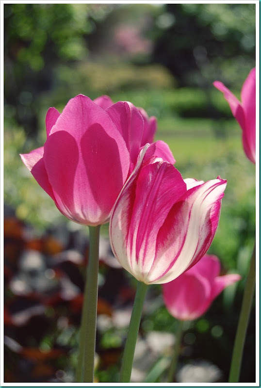 Tulips in Love