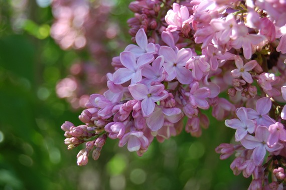 [Lilacs2.jpg]