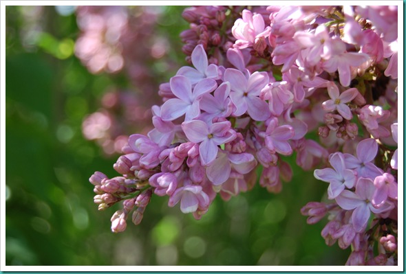 Lilacs